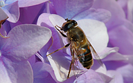 Dronefly (Female, Eristalix tenax )